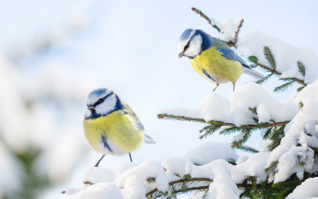 Two little birds perching on branch of snowy fir. Blue tit.