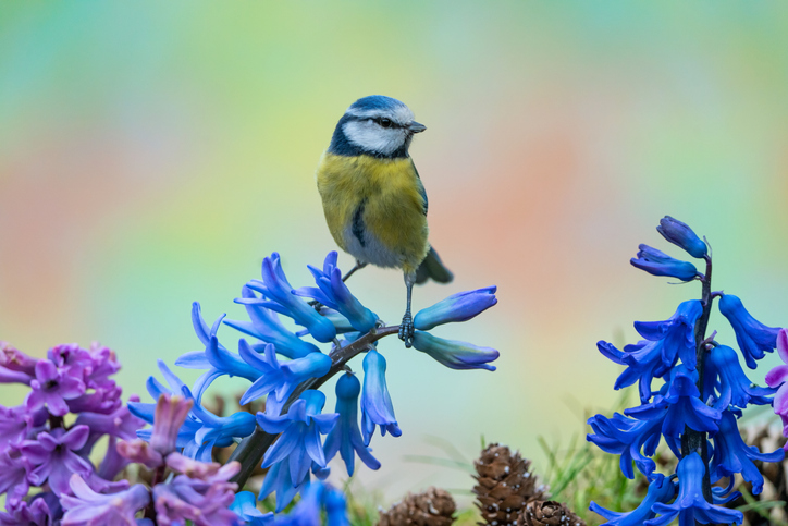 Bluetit in springtime