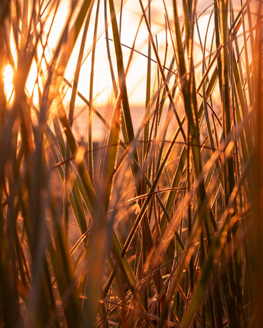 grass-9364686_1280