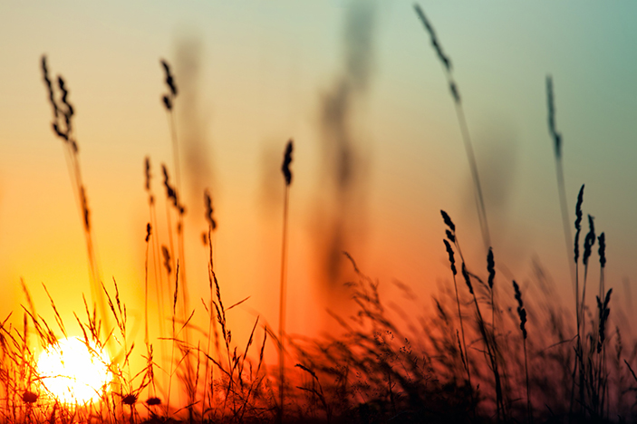 Sunset and grass