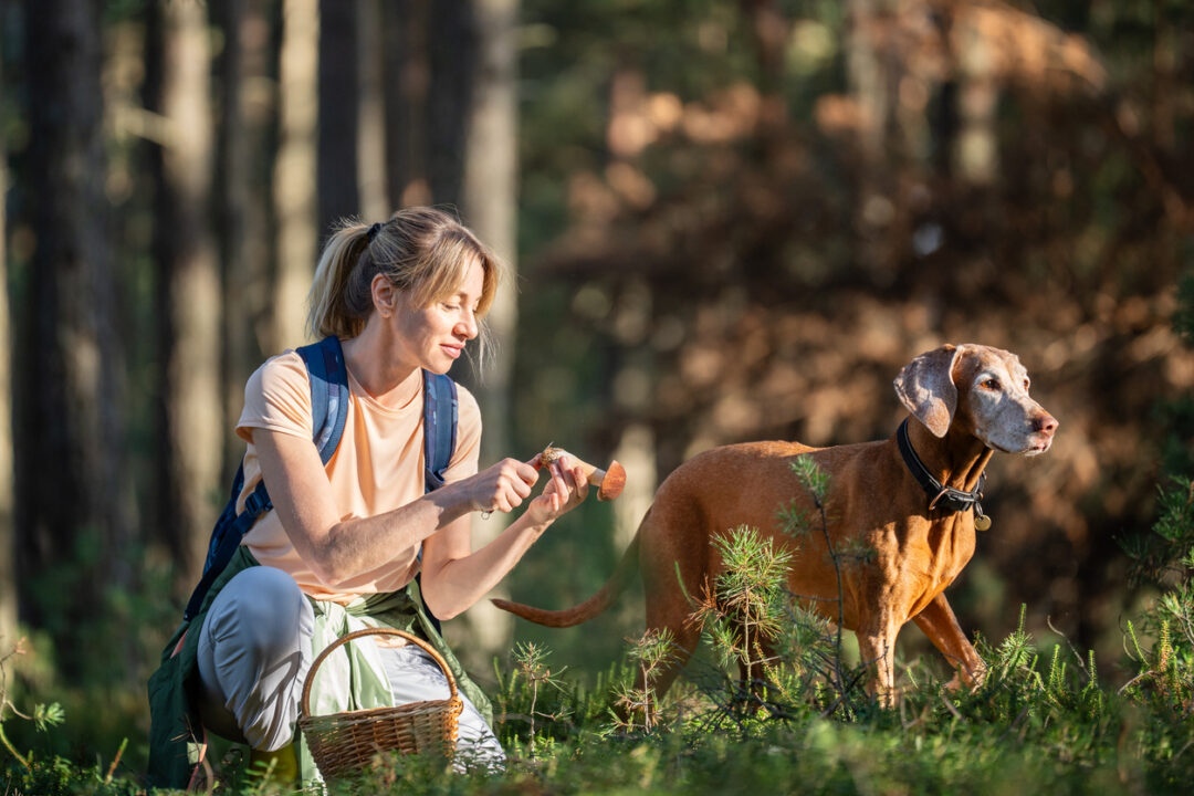 Happy woman forager accompanied by Vizsla dog on summer mushroom hunting in wild pine forest.